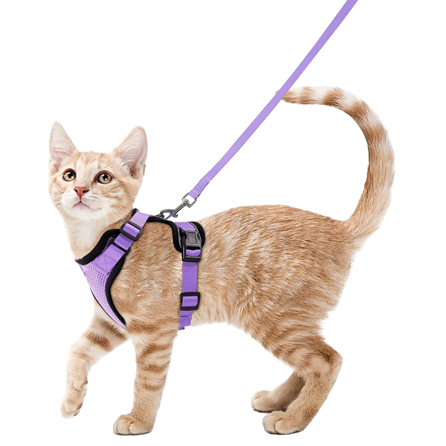 Variant image for Cat Harness and Leash for Cats – Escape Proof, Soft Adjustable Vest, Lightweight Design-12