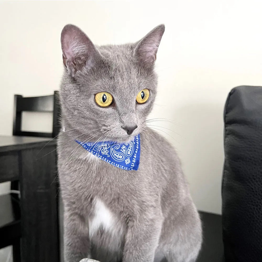Adjustable Bandana Collar for Cats & Small Dogs – Triangular Shape, Charming Printed Design, Comfortable Fit-4
