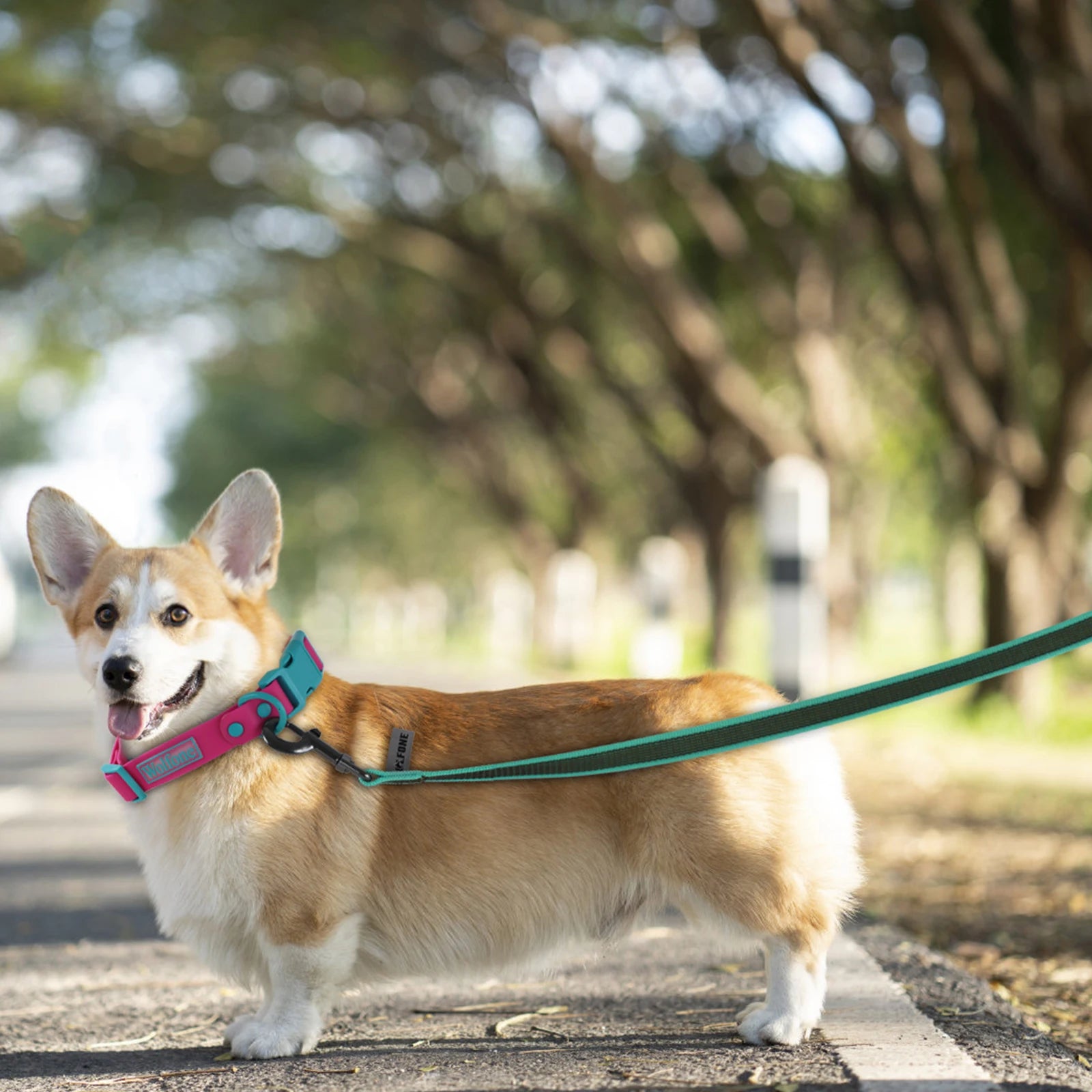 Dog Leash for Medium to Large Dogs – Lightweight, Durable Latex Silk, 10M Long-5