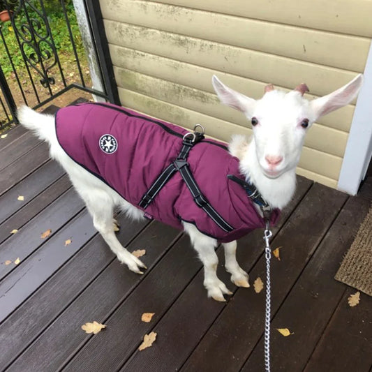 Waterproof Dog Coat for Winter – Warm Fleece Lining, Adjustable Harness, Reflective Design-2
