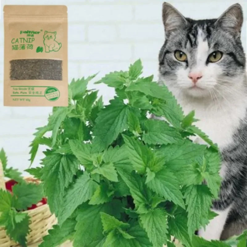 Catnip for Cats – 100% Organic Mint Leaves, Natural Digestive Support, Non-Toxic-3