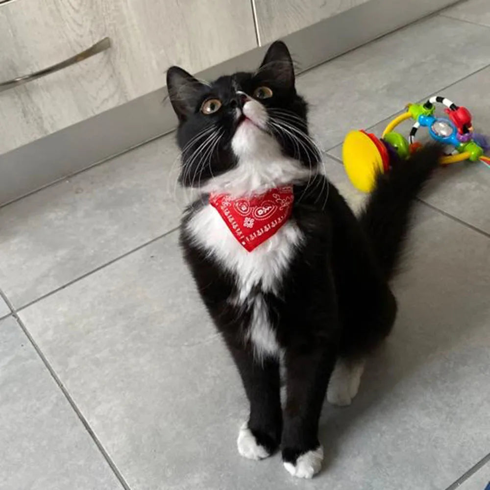 Adjustable Bandana Collar for Cats & Small Dogs – Triangular Shape, Charming Printed Design, Comfortable Fit-3