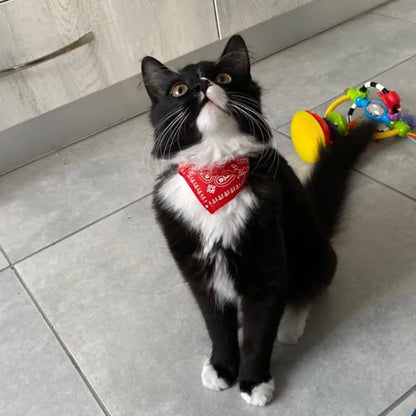 Adjustable Bandana Collar for Cats & Small Dogs – Triangular Shape, Charming Printed Design, Comfortable Fit-3